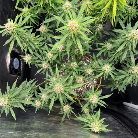 Gorilla Gelato growlog timeline photo