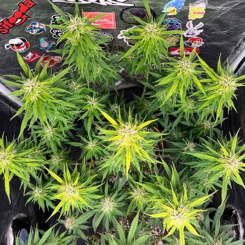 Gorilla Gelato #1 growlog timeline photo