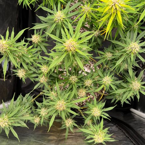 Gorilla Gelato growlog timeline photo