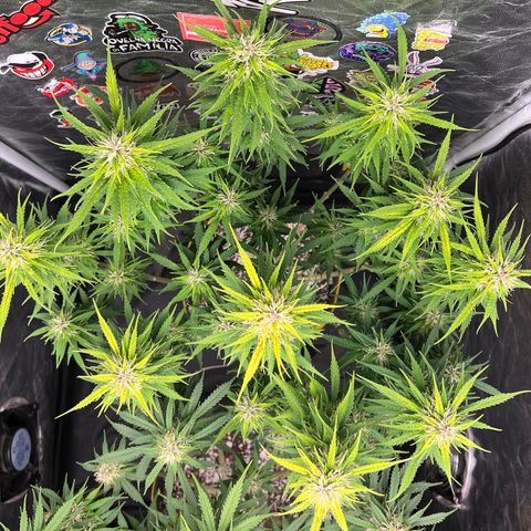 Gorilla Gelato #1 growlog timeline photo