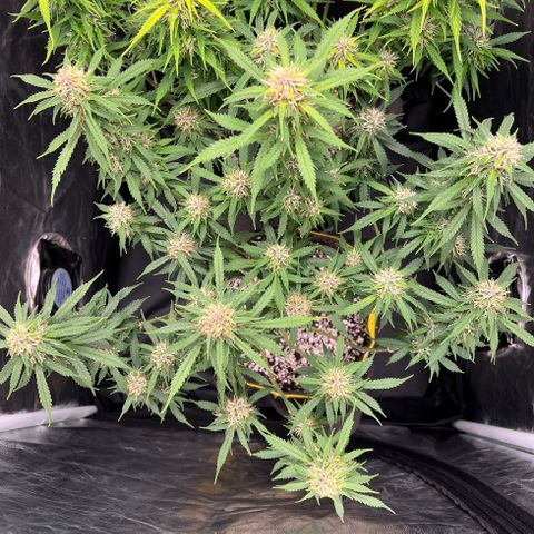 Gorilla Gelato growlog timeline photo