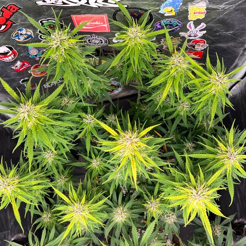 Gorilla Gelato #1 growlog timeline photo
