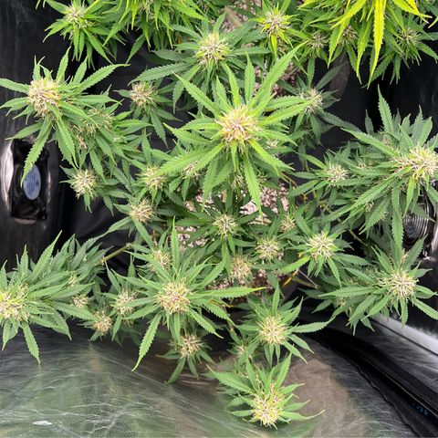 Gorilla Gelato growlog timeline photo