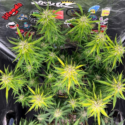 Gorilla Gelato #1 growlog timeline photo