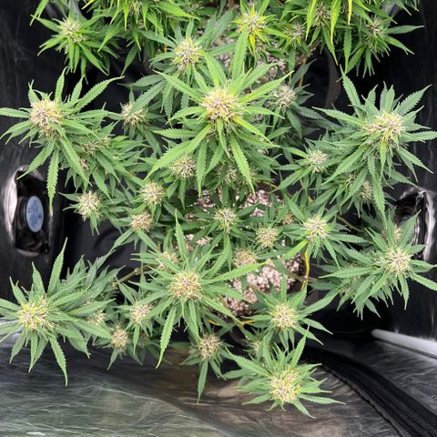 Gorilla Gelato growlog timeline photo
