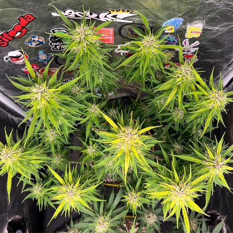 Gorilla Gelato #1 growlog timeline photo