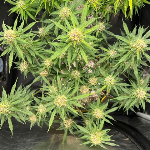 Gorilla Gelato growlog timeline photo