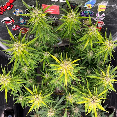 Gorilla Gelato #1 growlog timeline photo