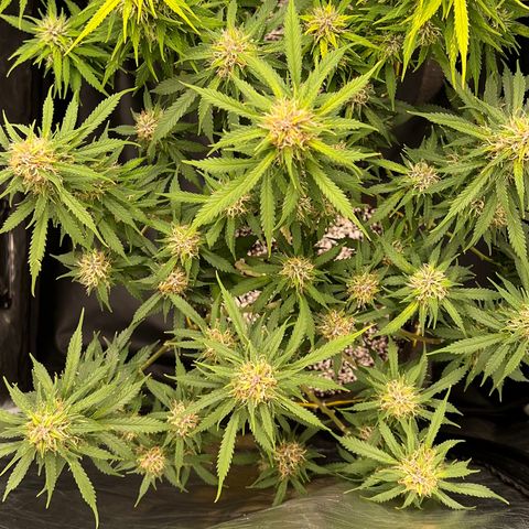Gorilla Gelato growlog timeline photo