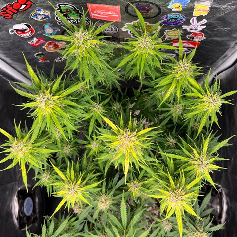 Gorilla Gelato #1 growlog timeline photo