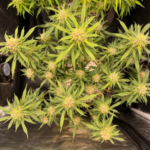Gorilla Gelato growlog timeline photo