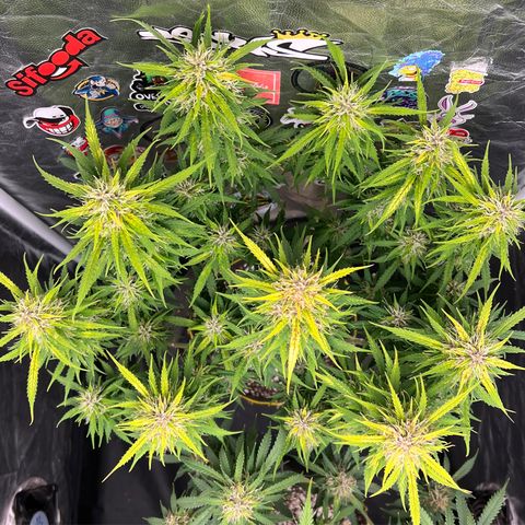 Gorilla Gelato #1 growlog timeline photo