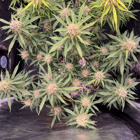 Gorilla Gelato growlog timeline photo