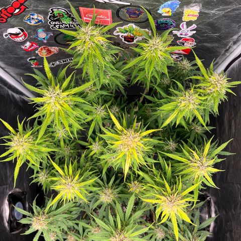 Gorilla Gelato #1 growlog timeline photo