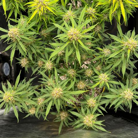Gorilla Gelato growlog timeline photo