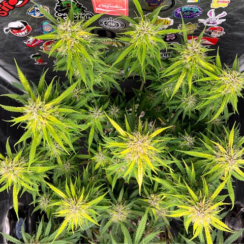 Gorilla Gelato #1 growlog timeline photo