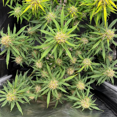 Gorilla Gelato growlog timeline photo