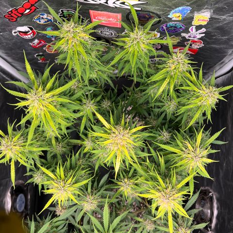 Gorilla Gelato #1 growlog timeline photo