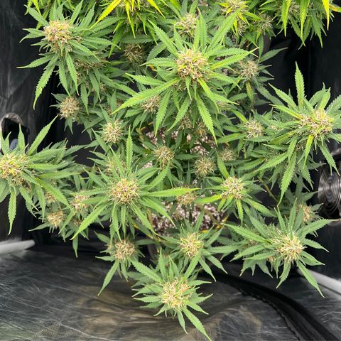 Gorilla Gelato growlog timeline photo