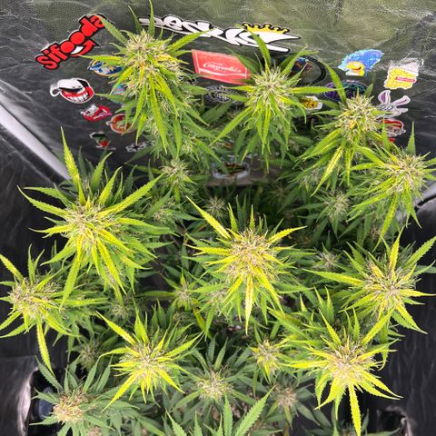 Gorilla Gelato #1 growlog timeline photo