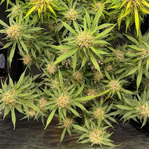 Gorilla Gelato growlog timeline photo