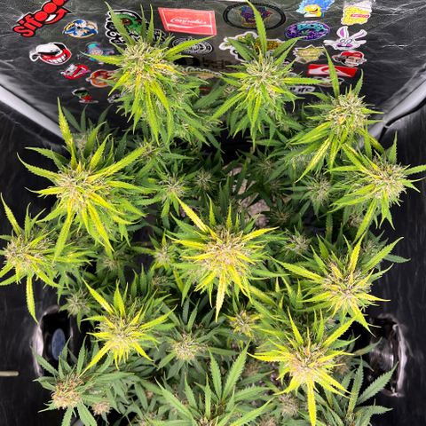 Gorilla Gelato #1 growlog timeline photo