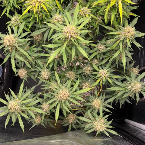 Gorilla Gelato growlog timeline photo