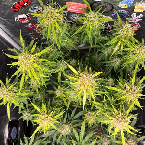 Gorilla Gelato #1 growlog timeline photo