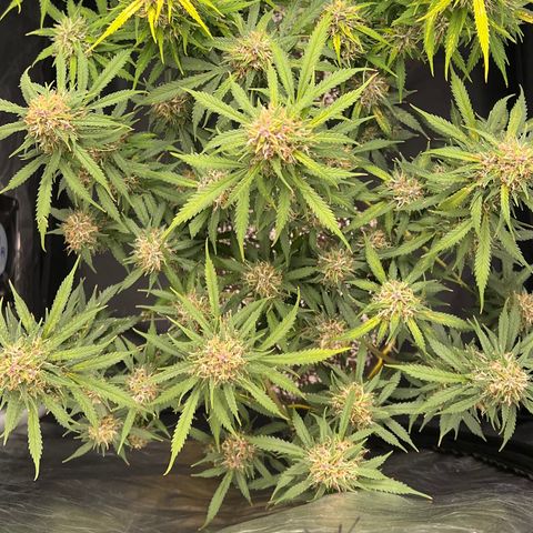 Gorilla Gelato growlog timeline photo