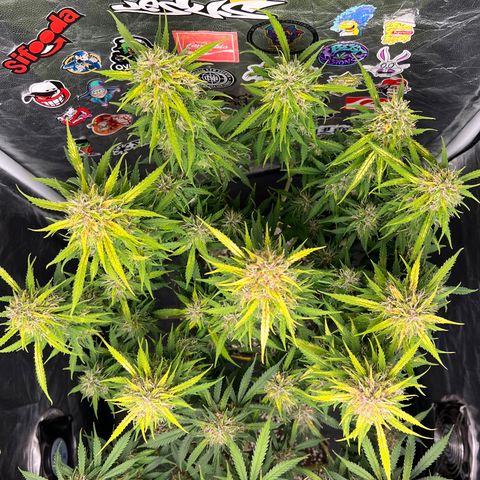 Gorilla Gelato #1 growlog timeline photo