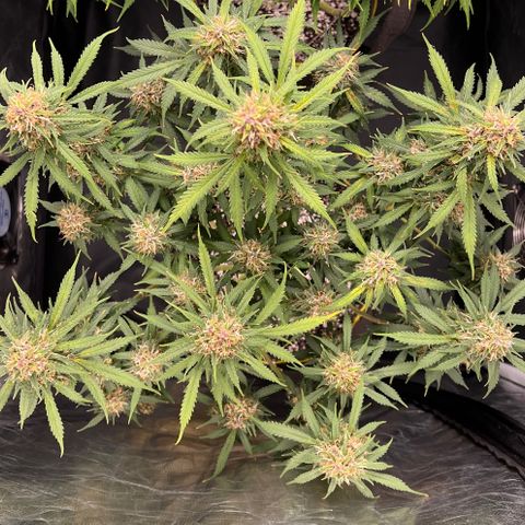 Gorilla Gelato growlog timeline photo