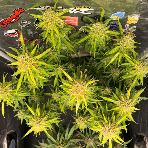 Gorilla Gelato #1 growlog timeline photo