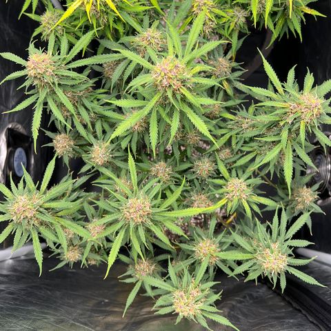 Gorilla Gelato growlog timeline photo