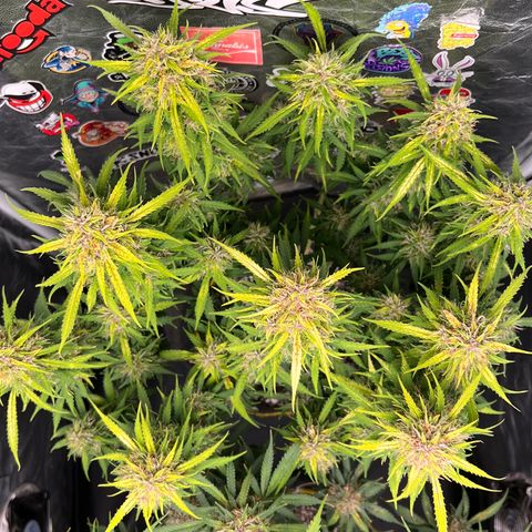 Gorilla Gelato #1 growlog timeline photo
