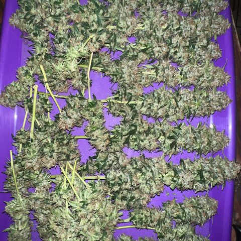 Gorilla Gelato growlog timeline photo