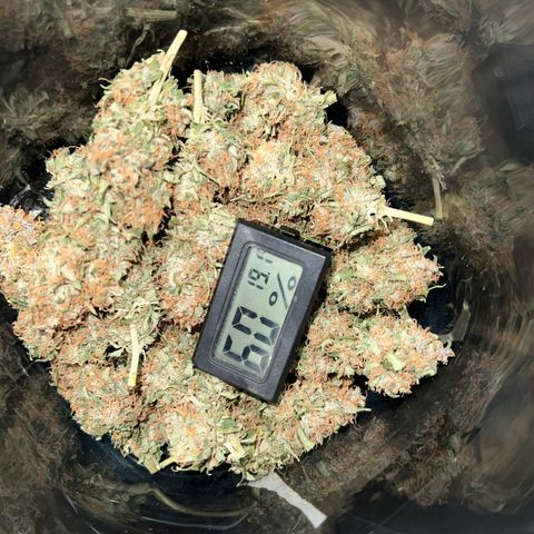 Gorilla Gelato growlog timeline photo