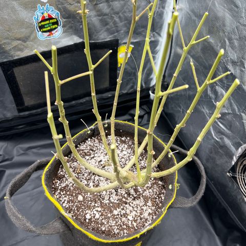 Gorilla Gelato #1 growlog timeline photo
