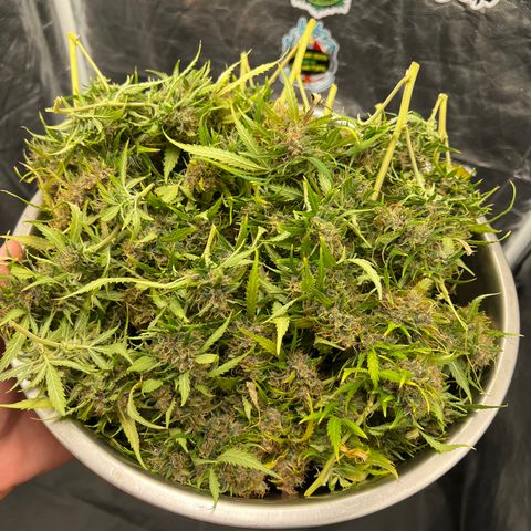 Gorilla Gelato #1 growlog timeline photo