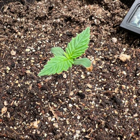 Gelato Auto growlog timeline photo