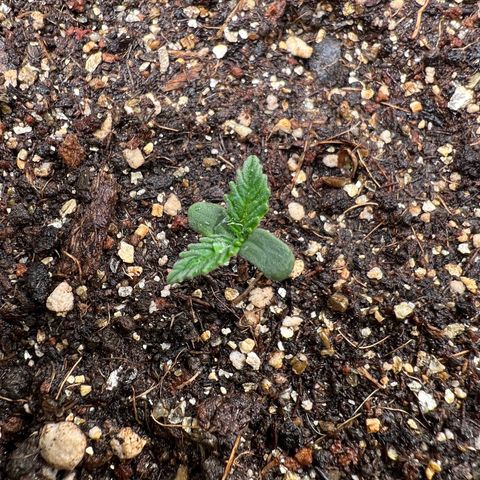 Gelato Auto #2 growlog timeline photo