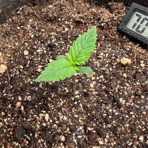 Gelato Auto growlog timeline photo