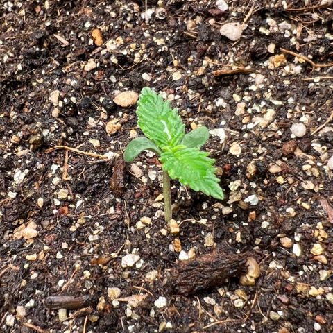 Gelato Auto #2 growlog timeline photo