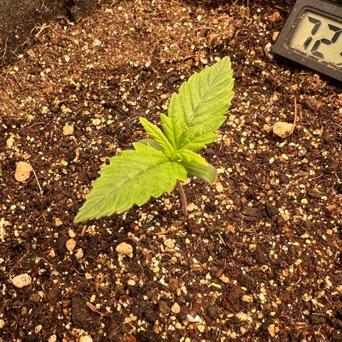 Gelato Auto growlog timeline photo