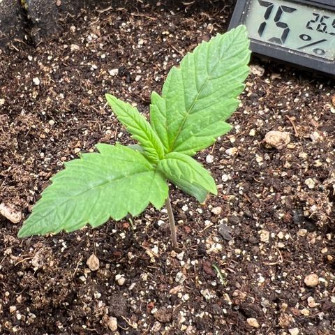 Gelato Auto growlog timeline photo