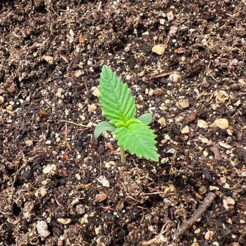 Gelato Auto #2 growlog timeline photo