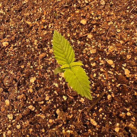 Gelato Auto #2 growlog timeline photo