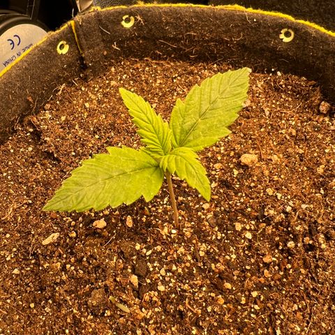 Gelato Auto growlog timeline photo