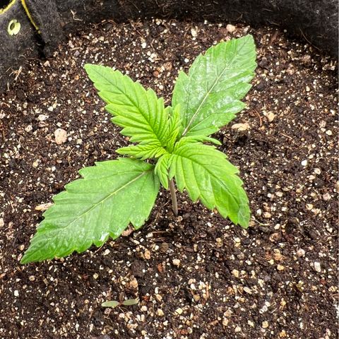 Gelato Auto growlog timeline photo