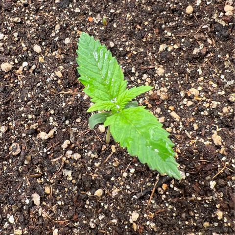 Gelato Auto #2 growlog timeline photo