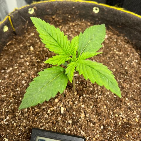 Gelato Auto growlog timeline photo
